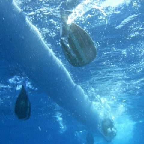 Unterwasseraufnahme eines Kanu-Rumpfes und eines Paddelblatts, das gerade kraftvoll durch das blaue Wasser zieht.